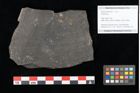 Foto (Objekt + Etikett) von Culmites sp.  (NHMW-GEO-2024-0188-10593)